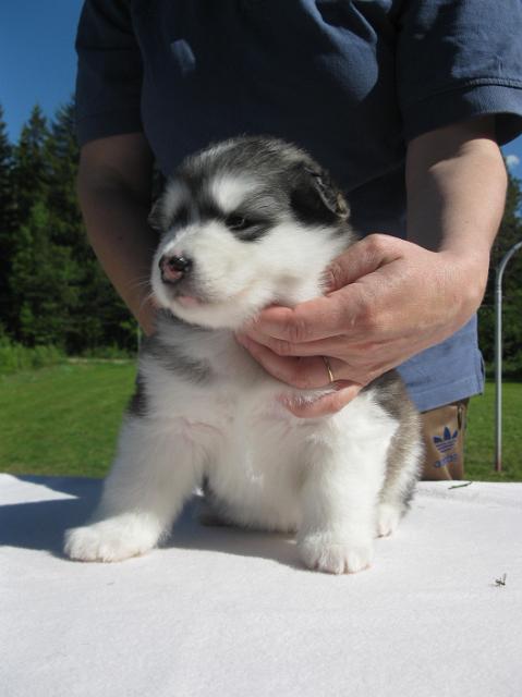 Olympia4vk (2).JPG - Olympia 4 weeks